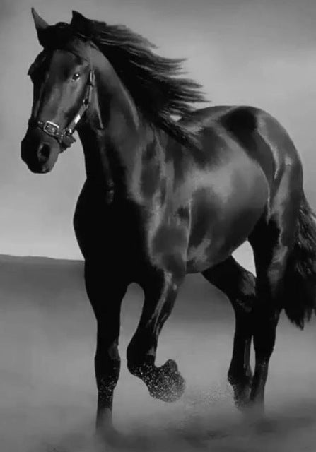 Toile murale cheval noir