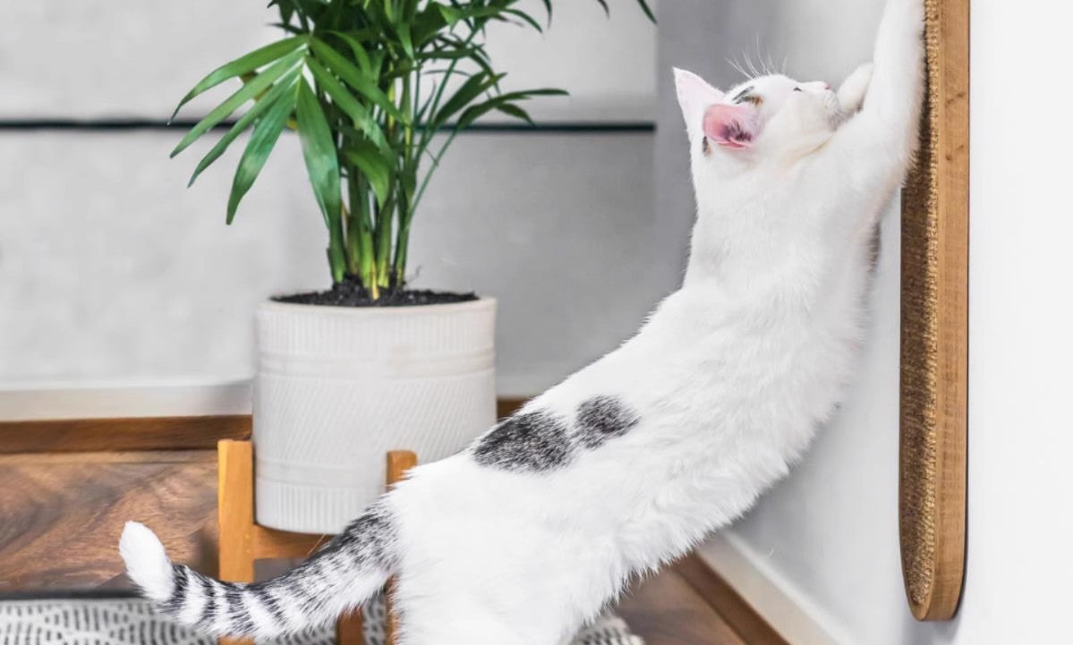 Tapis Griffoir Suspendu en Chanvre pour Chat